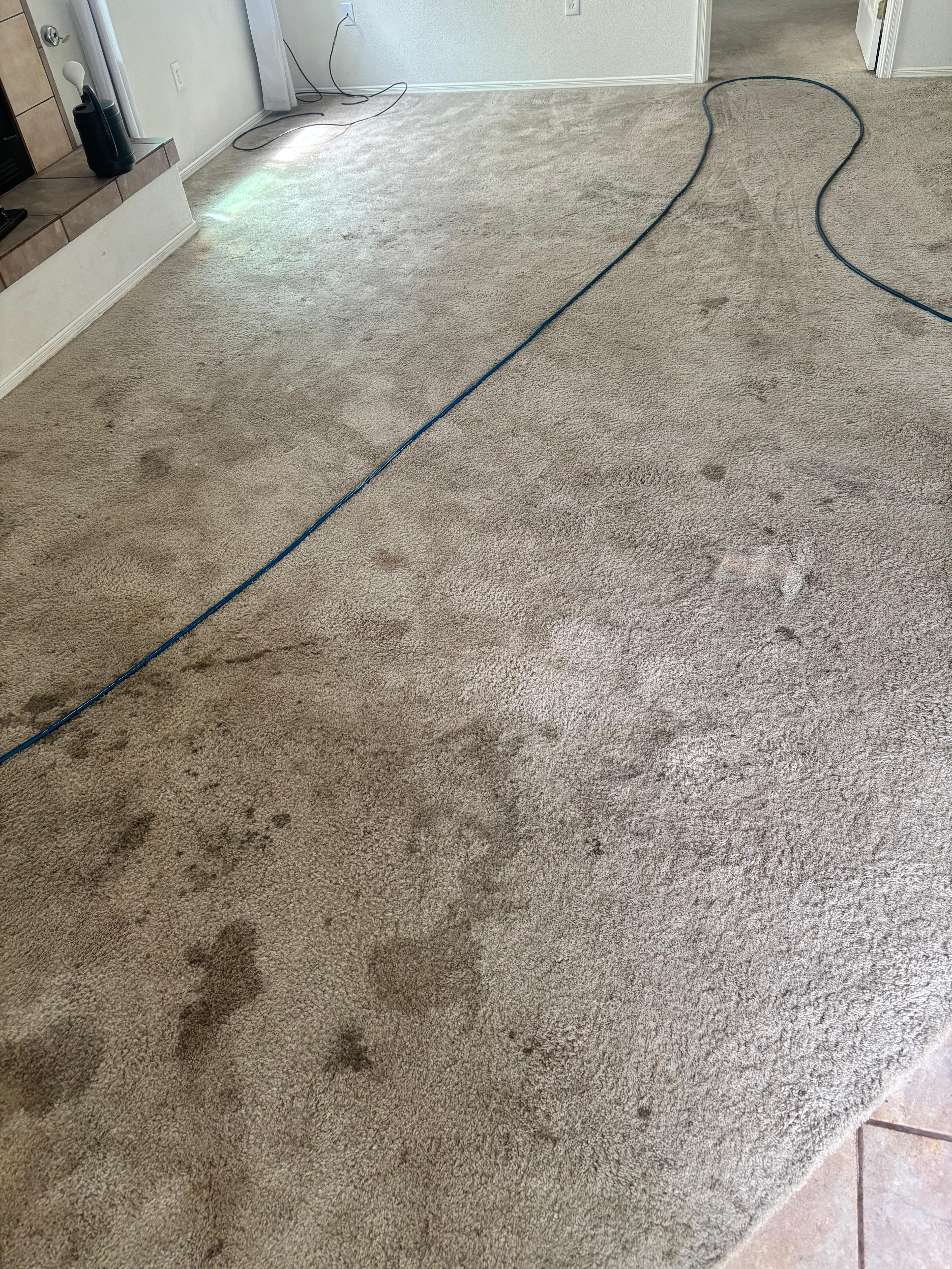 Soiled carpet with dark traffic areas and an extraction hose across the floor during a carpet cleaning job